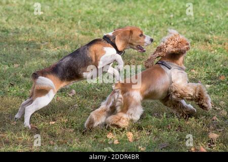 Niedliche Kavalier König charles Spaniel Welpen und englisch Beagle Welpen laufen im Herbst Park. Haustiere. Reinrassig. Stockfoto