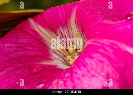 Nahaufnahme einer blühenden Petunienblume in der Natur. Stockfoto