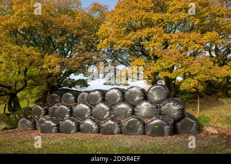 Heuballen unter Eichen im Herbst im Duddon Valley im Lake District National Park, Cumbria, England gestapelt. Stockfoto