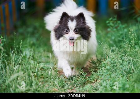 Pommersche Spitz Hund im Garten Gras. Niedlichen pommerschen Welpen auf zu Fuß. Lustige Familie freundlich Spitz Pom Hund. Stockfoto