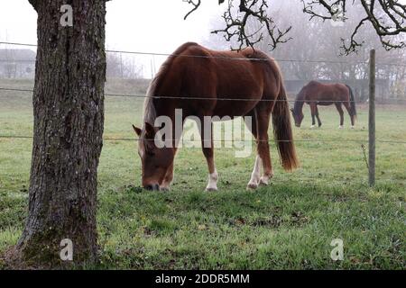 Pferde auf der Weide am frühen nebligen Morgen. Stockfoto