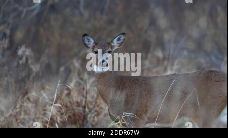 Weißschwanz-Rehe stehend in einem Feld im Norden Wisconsin. Stockfoto