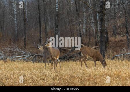 Weißschwanzhirsch in einem nördlichen Wisconsin Feld. Stockfoto