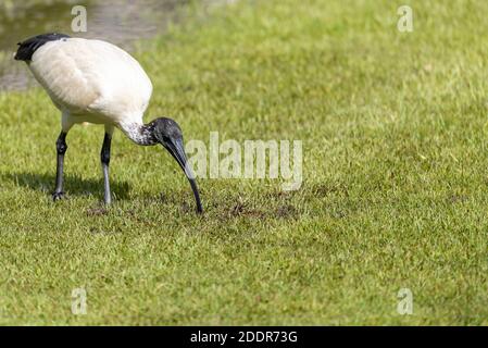 Ein Australisches Ibis - Sydney, Australien. Stockfoto