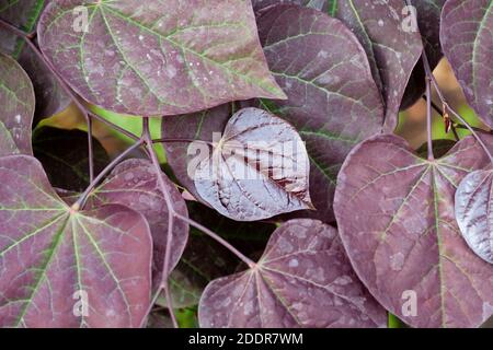 Bunt gefärbte kastanienbraune Blätter von Cercis canadensis 'Ruby Falls'. Redbud 'Ruby Falls'. Eastern Redbud Ruby Falls Stockfoto