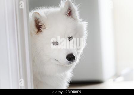 Porträt von schönen weißen Samoyed Hund. Stockfoto
