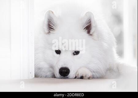 Porträt von schönen weißen Samoyed Hund. Stockfoto