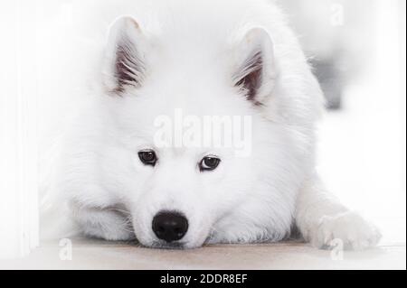 Porträt von schönen weißen Samoyed Hund. Stockfoto