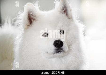 Porträt von schönen weißen Samoyed Hund. Stockfoto