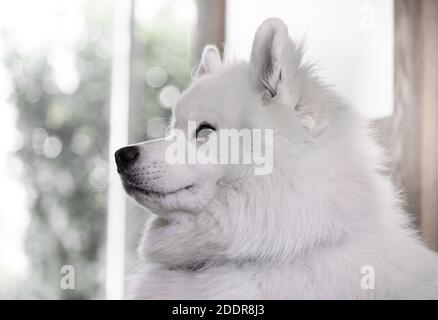 Porträt von schönen weißen Samoyed Hund. Stockfoto