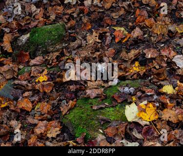 Nasse Blätter sind auf dem Waldboden verstreut. Stockfoto