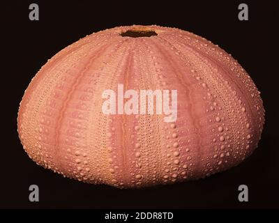 Orange rosa getrocknete Seeigel Schale, oder Test. Stockfoto
