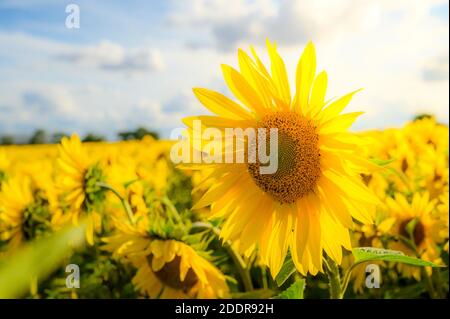 Nahaufnahme einer leuchtend gelben Sonnenblume in Blüte. Stockfoto