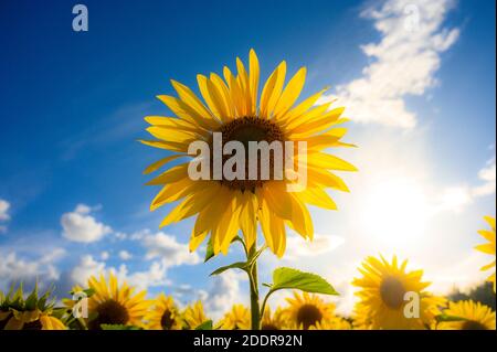 Nahaufnahme einer leuchtend gelben Sonnenblume in Blüte. Stockfoto