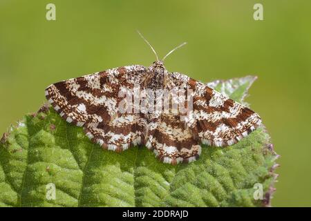 Gemeine Heidemotte Weibchen (Ematurga atomaria) auf Pflanzenblatt thront. Tipperary, Irland Stockfoto