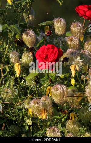 Burns Monument Gardens, Alloway, Ayrshire, Schottland, Großbritannien. Einer der berühmtesten Dichter Schottlands, Robert Burns, schrieb ein Gedicht: „Meine Liebe ist wie eine rote Rose“ Diese schöne Blüte fand in den Gärten statt, die dem Dichter gewidmet waren Stockfoto