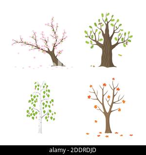 Vektor-Flat-Tree-Set isoliert. Sakura mit Blumen, Silberbirke mit grünen Blättern, Eiche mit grünen Blättern und Eicheln, Ahorn mit orangefarbenen und roten Blättern Stock Vektor