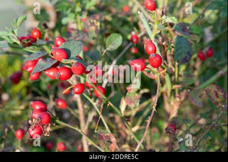 Reichliche Ernte von Hagebutten oder Hund stieg nach einem Heißer und nasser Sommer auf Rosa spp Stockfoto