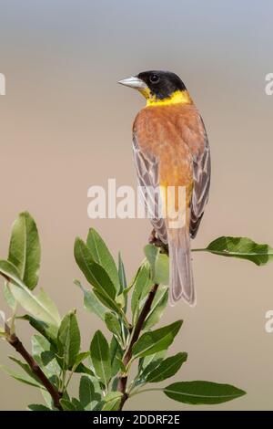 Schwarzkopf-Haunting (Emberiza melanocephala), erwachsenes Männchen, das auf einem Ast thront, Basilicata, Italien Stockfoto