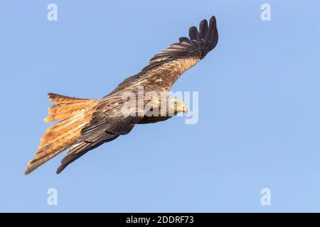 Rotmilan (Milvus milvus), Unreife im Flug, Basilicata, Italien Stockfoto