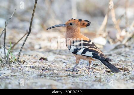 Afrikanischer Wiedehopf (Upupa africana), erwachsener auf dem Boden stehend, Mpumalanga, Südafrika Stockfoto