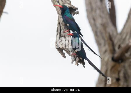 Green Wood Hoopoe (Phoeniculus purpureus), zwei Erwachsene, die auf einem abgedeisten Zweig, Mpumalanga, Südafrika, thronen Stockfoto