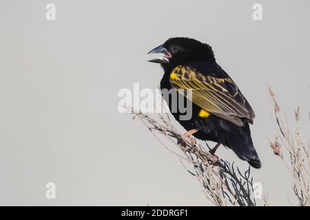 Yellow Bishop (Euplectes capensis), erwachsenes Männchen im Zuchtgefieder, das aus einem Zweig singt, Western Cape, Südafrika Stockfoto