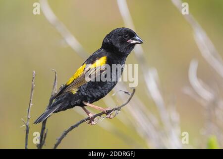 Yellow Bishop (Euplectes capensis), Seitenansicht eines erwachsenen Männchens im Zuchtgefieder auf einem Zweig, Westkap, Südafrika Stockfoto