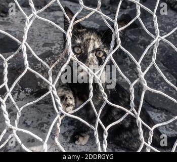 Feral Katze/Kätzchen hinter Drahtzaun. Stockfoto