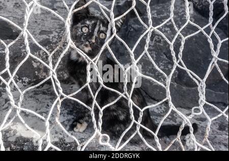 Feral Katze/Kätzchen hinter Drahtzaun. Stockfoto