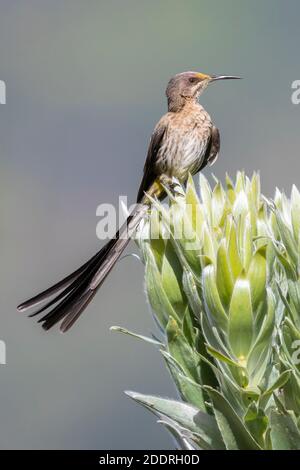 Cape Sugarbird (Promerops cafer), erwachsenes Männchen auf einer Blume, Western Cape, Südafrika Stockfoto