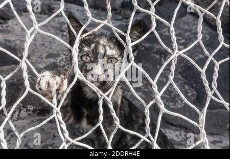 Feral Katze/Kätzchen hinter Drahtzaun. Stockfoto