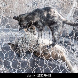 Feral Katze/Kätzchen hinter Drahtzaun. Stockfoto