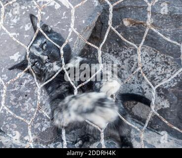 Feral Katze/Kätzchen hinter Drahtzaun. Stockfoto