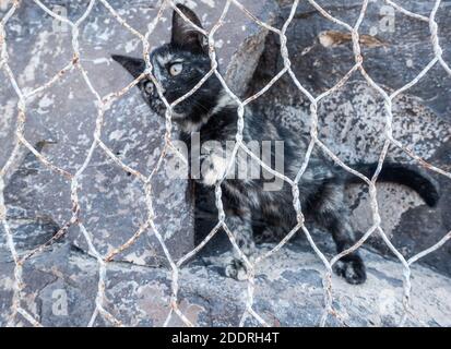 Feral Katze/Kätzchen hinter Drahtzaun. Stockfoto