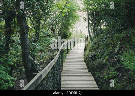Wooden boardwalk footpath through trees, woodland. Stockfoto