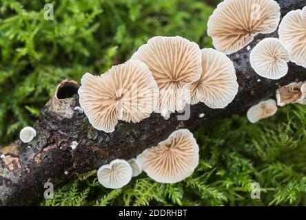 Unterseite einer Oysterling-Art (Crepidotus sp) Zeigt die Kiemen/Lamellen Stockfoto