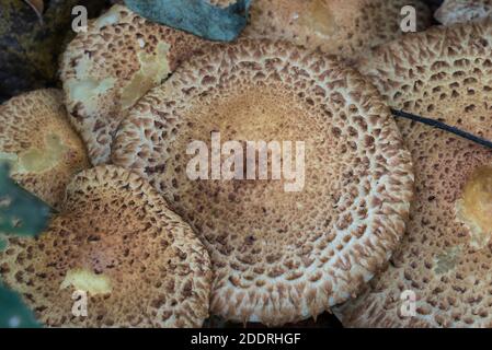 Pilz - Shaggy Scalycap (Pholiota squarrosa) Stockfoto