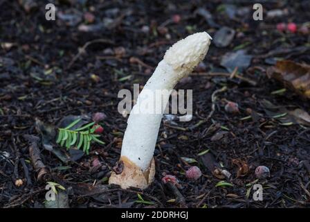 Pilz - Stinkhorn (Phallus impudicus) Stockfoto
