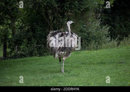 American Rhea, Rhea Americana, weiblich auf Gras stehen Stockfoto