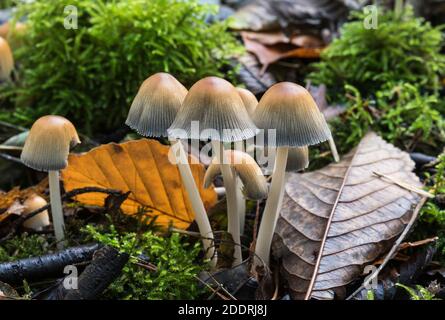 Glitzernder Inkcap-Pilz (Coprinus micaceus) Stockfoto