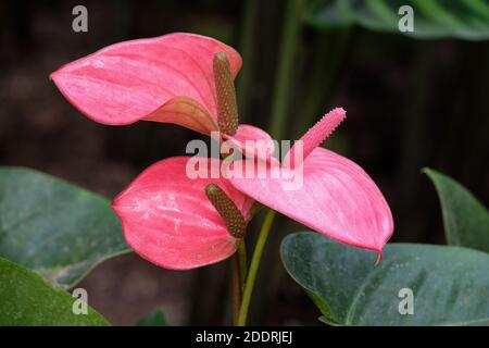 Anthurium 'Pink Champion'. Anthurium 'Antinkeles'. Flamingo Blume 'Antinkeles' / 'Pink Champion'. Schwanzblume 'Pink Champion' / 'Antinkeles' Stockfoto