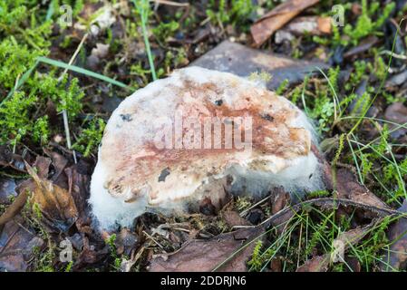 Ein Pilz, der mit den weißen Fäden einer Form bedeckt ist Stockfoto