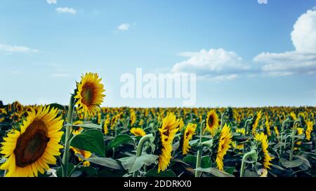 Ein Sonnenblumenfeld an einem sonnigen Tag mit blauem Himmel Stockfoto