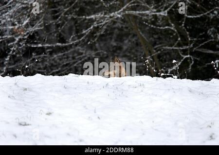 Iberischer Wolf, Canis lupus signatus, Erwachsener getarnt im Schnee Stockfoto
