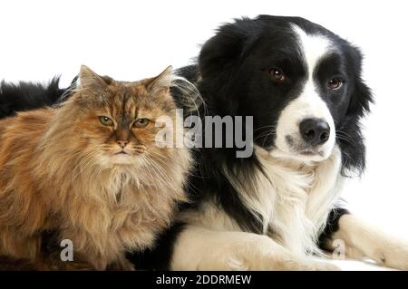 Border Collie Rüde mit Schildpatt persische Frau, Hund und Katze-Verlegung vor weißem Hintergrund Stockfoto