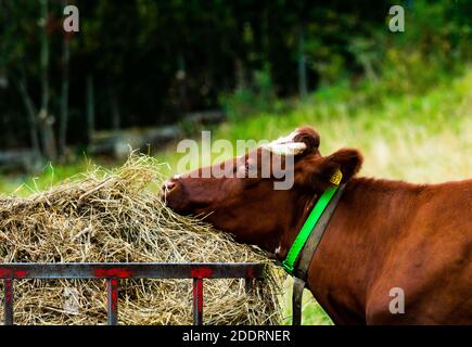 Nahaufnahme einer gehörnten braunen Milchkuh, die frisches Heu aus einem Metallfutterlager auf einer offenen Wiese isst. Stockfoto