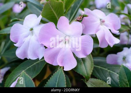 Impatiens sodenii Rhododendron des armen Mannes Stockfoto