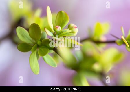 Crabapple Tree Flower Bud Stockfoto