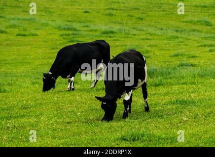 Zwei schwarz-weiße holstein-friesische Milchkühe grasen auf einer saftig grünen Wiese. . Hochwertige Fotos Stockfoto